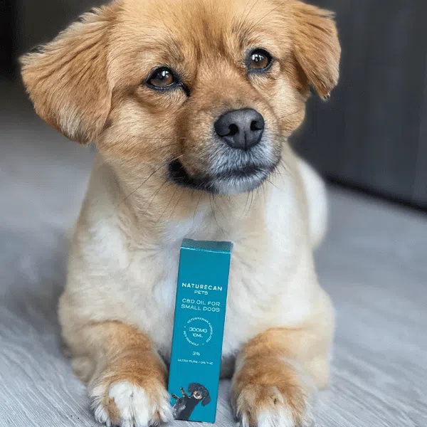 CBD Olie voor Honden - Image 9