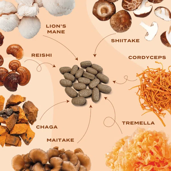 Lion's Mane & Chaga Mushroom Complex Tabletten - Image 4